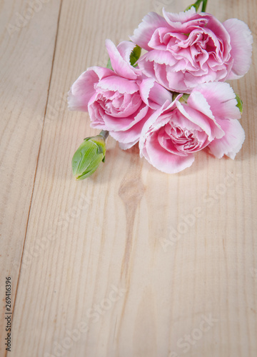 beautiful blooming carnation flower on a wood background © stockphotopluak