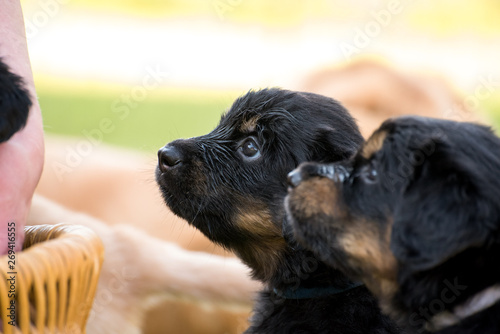 Photos cute puppy dog lover hundewelpen hoverwart blond tierbabys haustier hund vierbei