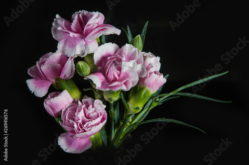 beautiful blooming carnation flower on a black background