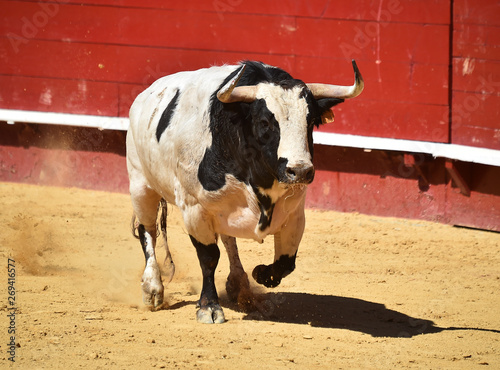 bull in spain in bullring