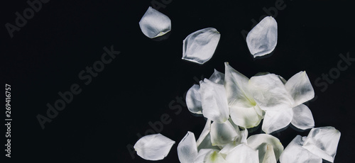 white rose isolated on black background
