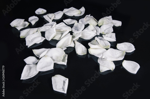 white rose isolated on black background