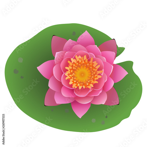 Beautiful blooming pink water lily lotus flower with green leaves