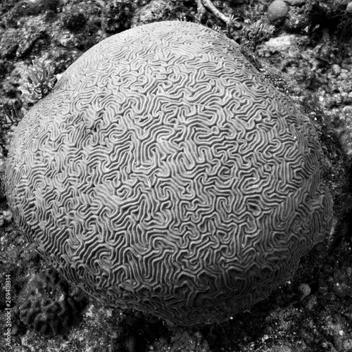 Details of brain coral underwater  Three Amigos  Turneffe Atoll  Belize Barrier Reef  Belize