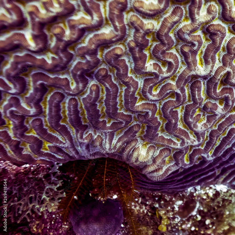 Obraz premium Details of coral reef underwater, Belize Barrier Reef, Belize