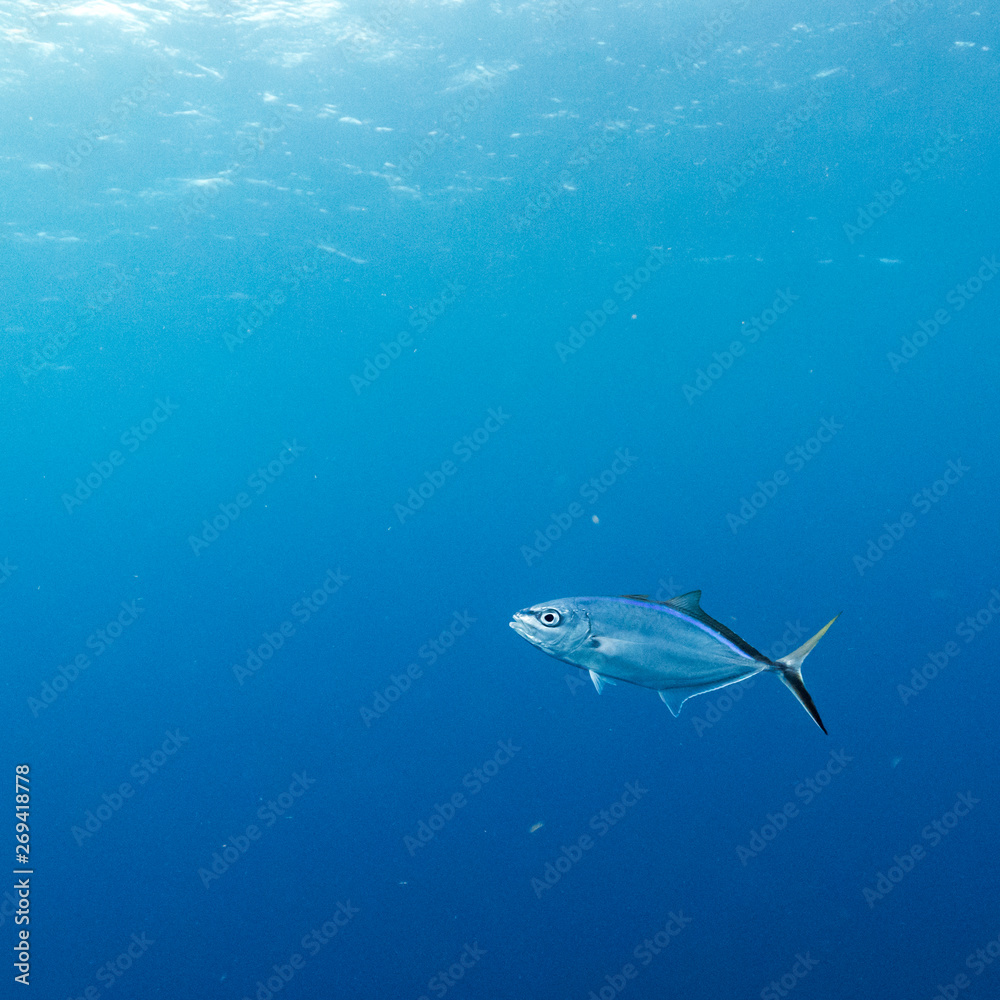 Fototapeta premium Fish underwater, Belize