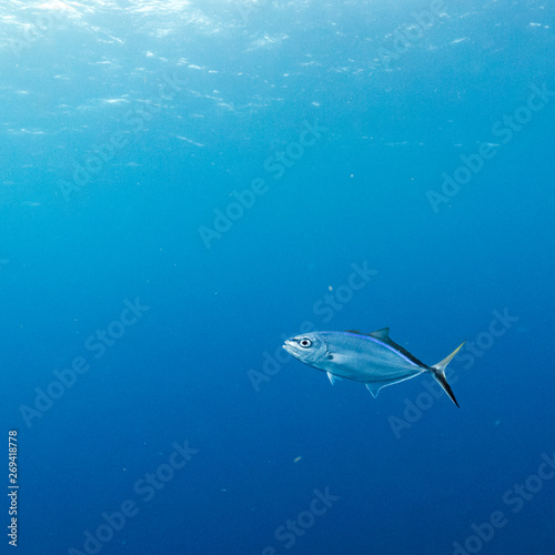 Fish underwater, Belize