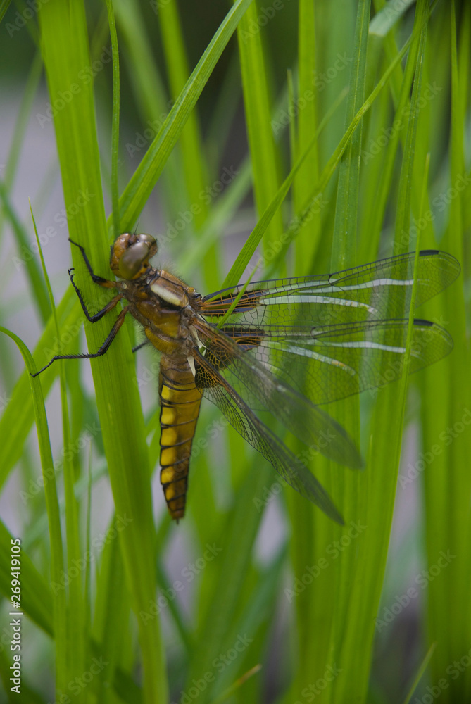 beautiful dragonfly's birthday beautiful dragonfly's birthday