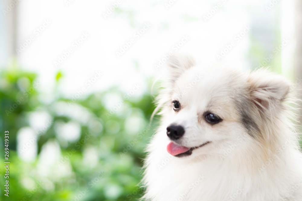 Closeup face of puppy pomeranian looking at something with green nature background, dog healthy concept, selective focus