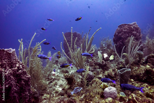Fish with corals underwater  Belize Barrier Reef  Belize