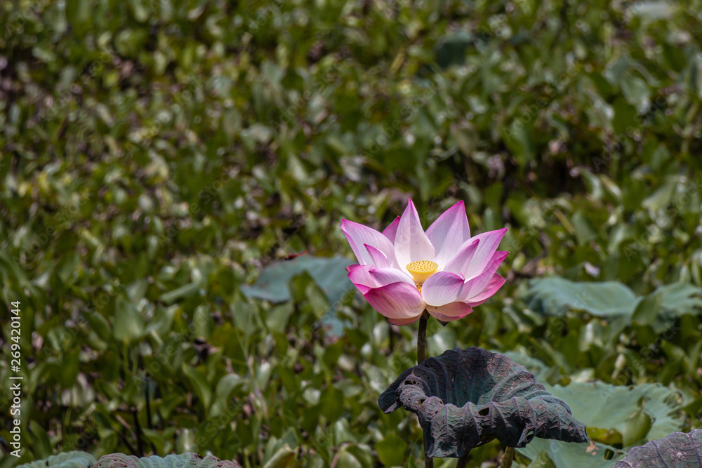 Beautiful pink Waterlily or Lotus Flower.Also including name Indian Lotus,Sacred Lotus,Bean of India or simply Lotus. Beautiful pink Waterlily or Lotus Flower.Also including name Indian Lotus,Sacred Lotus,Bean of India or simply Lotus.