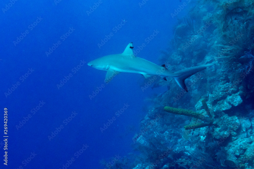 Fototapeta premium Grey Reef Shark (Carcharhinus amblyrhynchos) underwater, Tarpon Cayes, Belize Barrier Reef, Lighthouse Reef, Belize