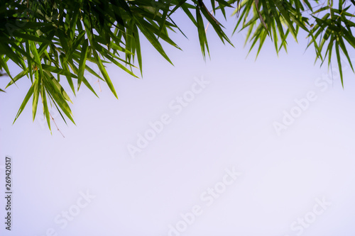 Green leaf on blurred greenery background. Beautiful leaf texture in nature. Natural background. close-up of macro with free space for text.