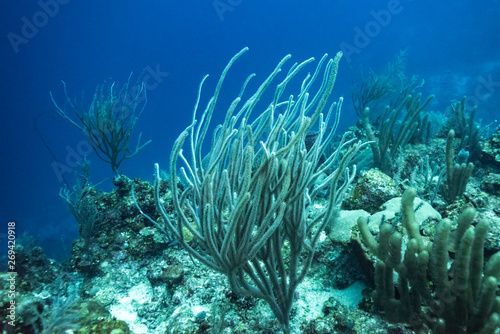 Coral reefs underwater, Belize