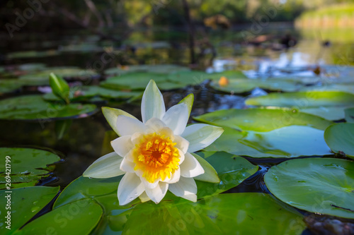 Wallpaper Mural closeup white water lily floating on the summer river Torontodigital.ca