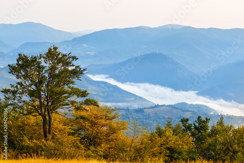 forest on the mount slope, early morning misty mountain landscape
