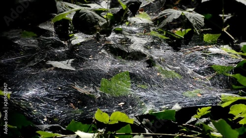 Spider web in the morning in a park in Berlin Spandau, Germany photo