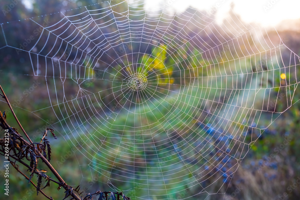 closeup spider web on the bush branches at the early morning, natural background closeup spider web on the bush branches at the early morning, natural background