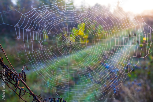 closeup spider web on the bush branches at the early morning, natural background