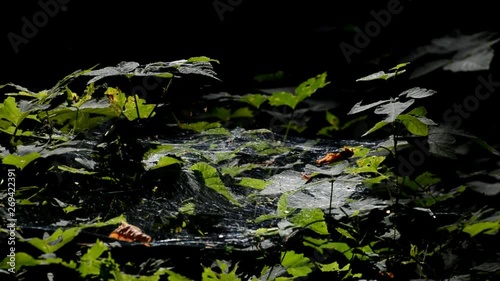 Spider web in the morning in a park in Berlin Spandau, Germany photo