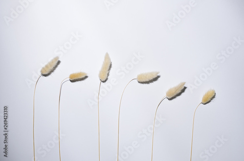 white fluffy flowers on a white background