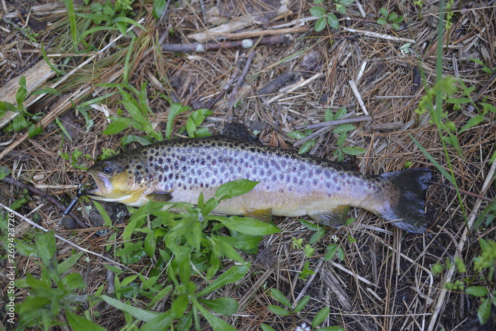 Brown Trout