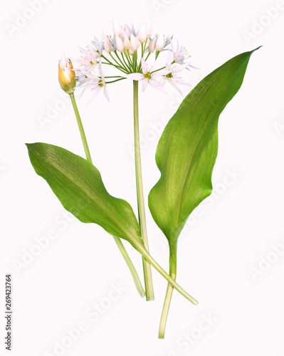 Wild garlic plant, isolated