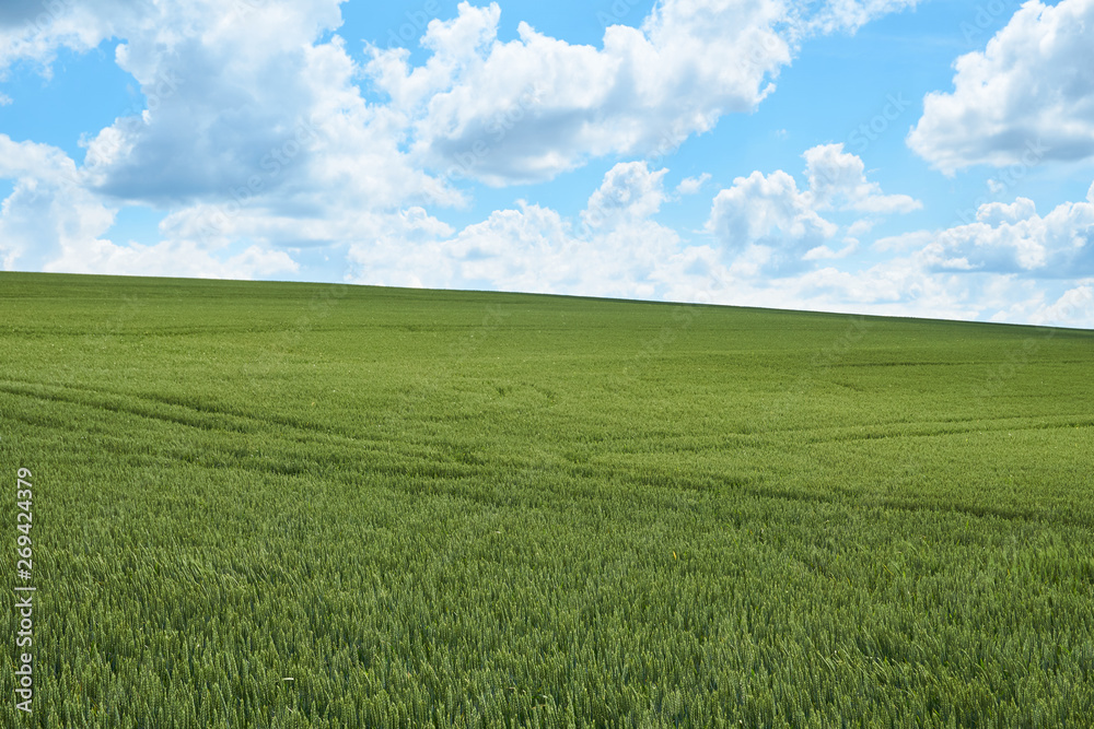 Bright sunny summer day large clouds over green field of young wheat