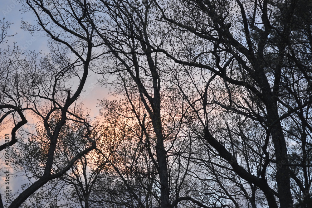 Evening Branches