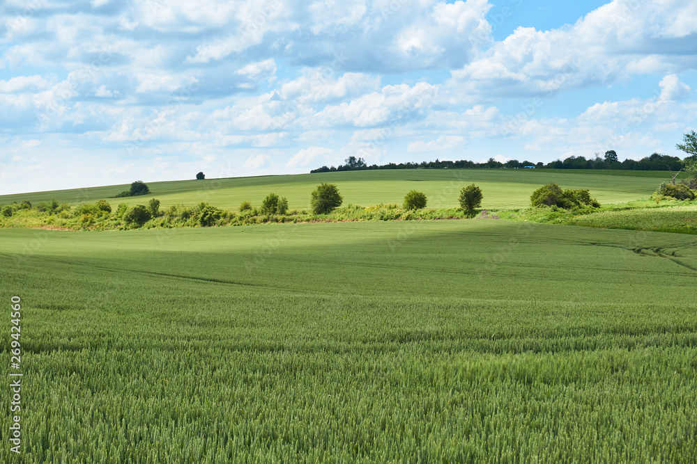 Bright sunny summer day large clouds over green field of young wheat Bright sunny summer day large clouds over green field of young wheat