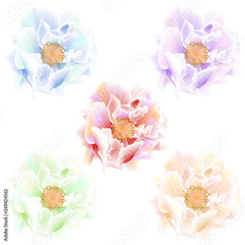 Beautiful colorful roses on white background. Vector illustration. EPS 10