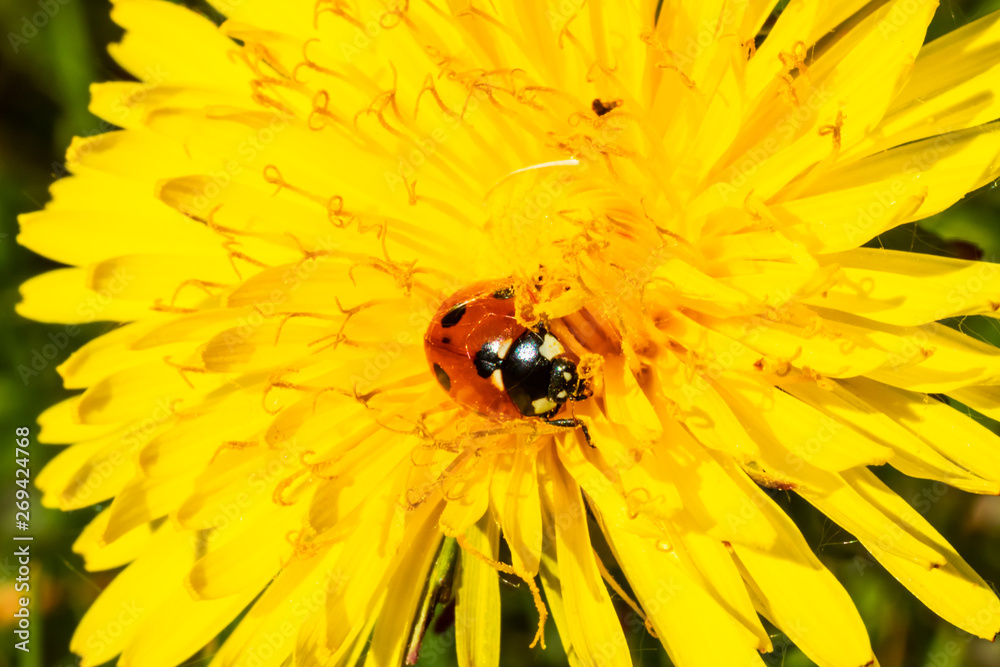 Red ladybug on dandelion flower macro close-up Red ladybug on dandelion flower macro close-up