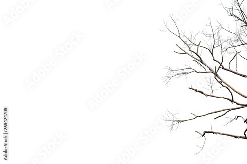 Dry twigs, dry trees on a white background Object concept