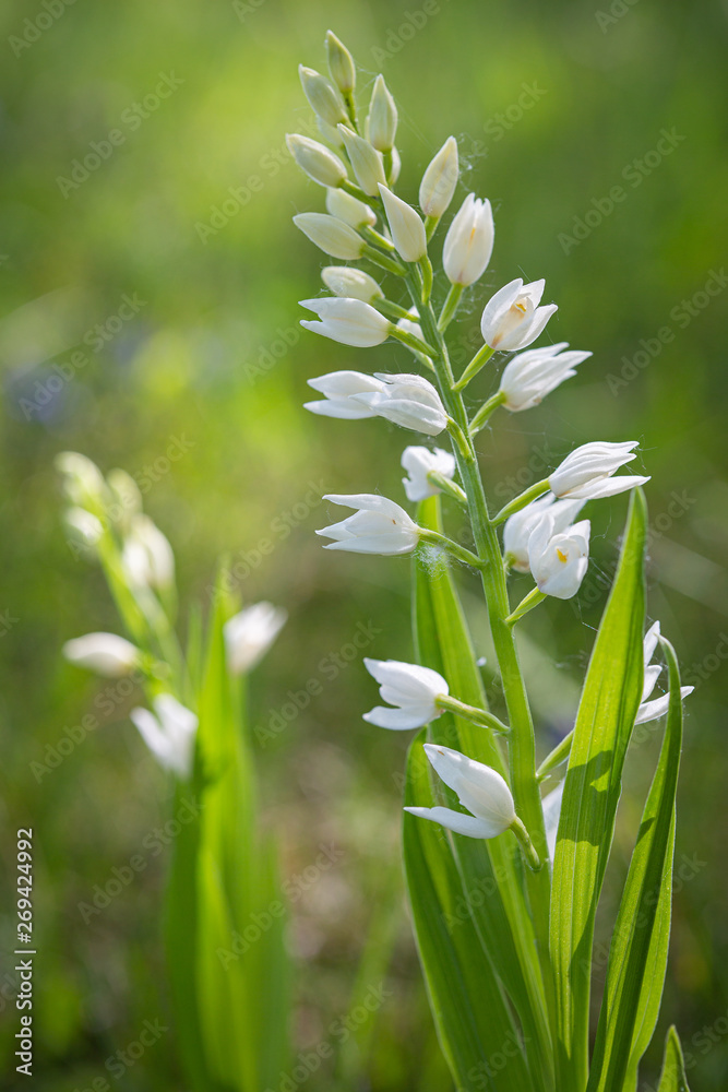 Cephalantera longifolia, orquídeas salvajes en flor