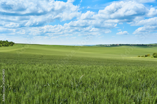 Bright sunny summer day large clouds over green field of young wheat