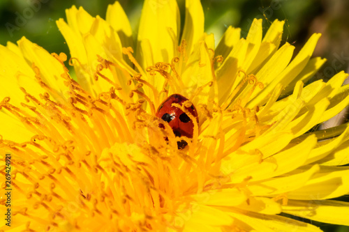 Red ladybug on dandelion flower macro close-up