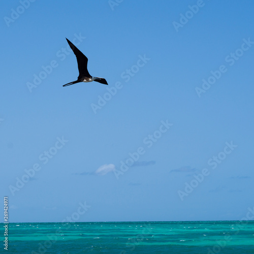 Frigatebird flying over Caribbean Sea, Half Moon Caye, Lighthouse Reef Atoll, Belize