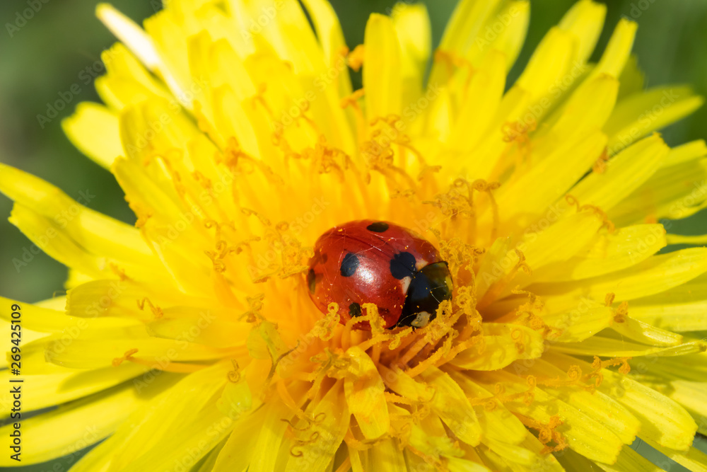 Red ladybug on dandelion flower macro close-up Red ladybug on dandelion flower macro close-up