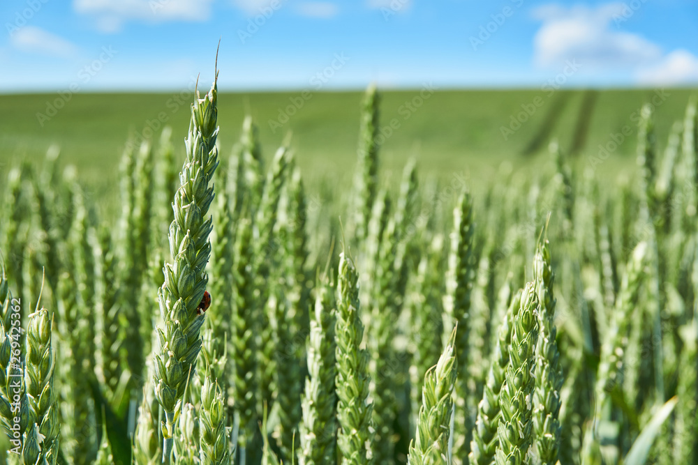 Bright sunny summer day large clouds over green field of young wheat Bright sunny summer day large clouds over green field of young wheat