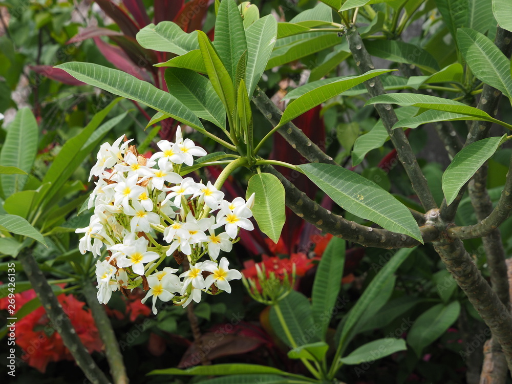 plumeria flowers in a tropical garden.
