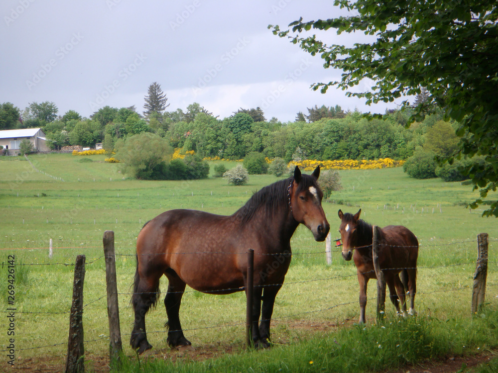 Horse Horse