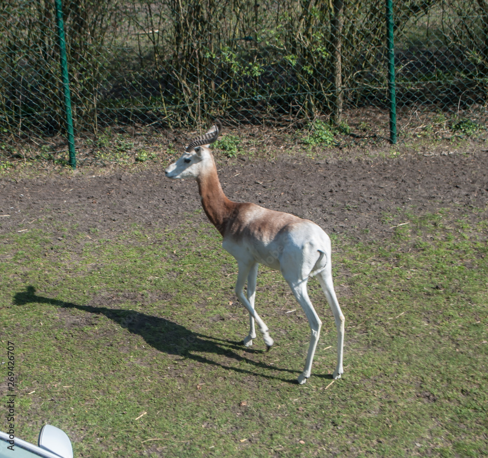 Springbok antelope walking in the park on the grass