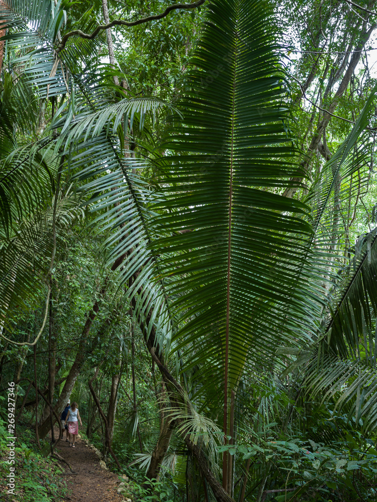 Hikers in forest, Chaa Creek Road, Chaa Creek Nature Reserve, San Ignacio, Belize Hikers in forest, Chaa Creek Road, Chaa Creek Nature Reserve, San Ignacio, Belize