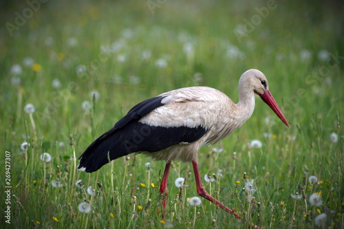 European White Stork in the nature.Beautiful bird.