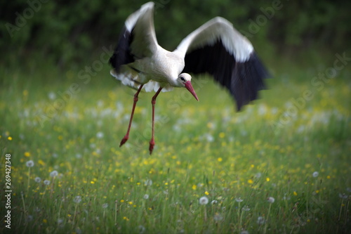 European White Stork in the nature.Beautiful bird.