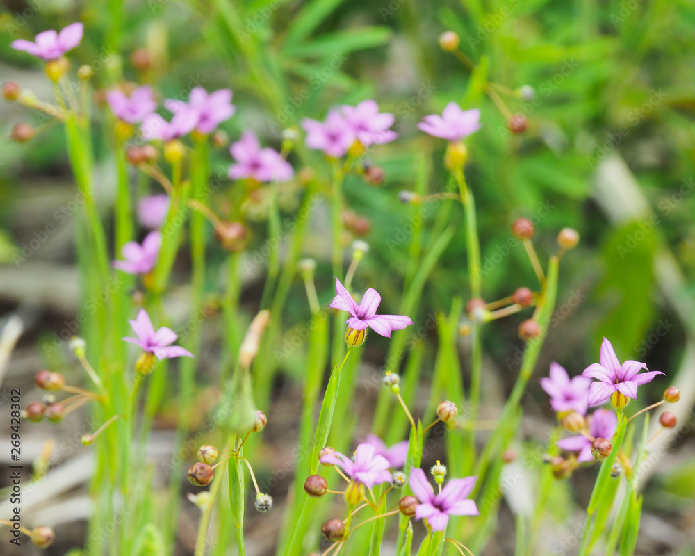 ニワゼキショウの花