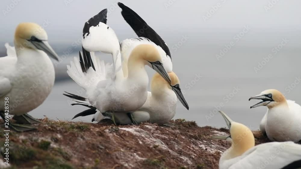 Northern gannet (Morus bassanus) nesting on a rock. Large colony of birds on the island of Helgoland. Shallow depth of field. Portrait, no people. Slow motion. Combat and defense. Slow motion. Northern gannet (Morus bassanus) nesting on a rock. Large colony of birds on the island of Helgoland. Shallow depth of field. Portrait, no people. Slow motion. Combat and defense. Slow motion.