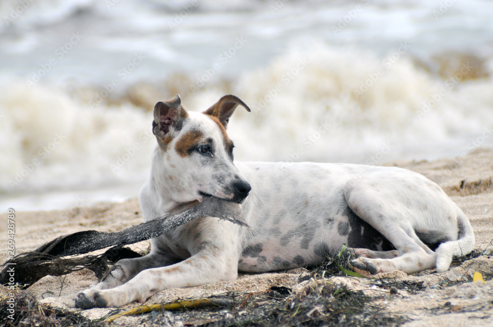 Obraz premium Straßenhund am Meer