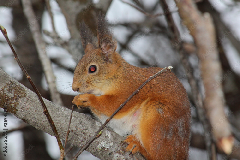 Obraz premium red squirrel on a tree