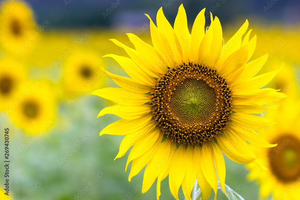 Field of blooming sunflowers a beautiful nature background.
